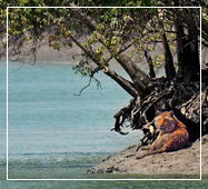 sundarban safari photography